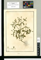 Bidens / Fran[cis]co Pulgar. Original drawing from Ruiz & Pavón's Expedition (1777-1816)