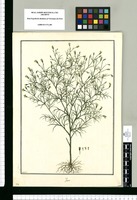Pectis / Galvez. Original drawing from Ruiz & Pavón's Expedition (1777-1816)