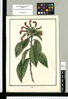 Lobelia / Brunete. Original drawing from Ruiz & Pavón's Expedition (1777-1816)