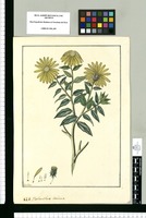 Helianthus sericeus / Fran[cis]co Pulgar. Original drawing from Ruiz & Pavón's Expedition (1777-1816)