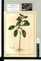 Melampodium / Xav[ier] C[or]tes y Alcoser del. Original drawing from Ruiz & Pavón's Expedition (1777-1816)