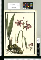 Bletia catenulata / Brunete. Original drawing from Ruiz & Pavón's Expedition (1777-1816)