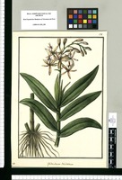 Epidendrum cristatum / Galvez. Original drawing from Ruiz & Pavón's Expedition (1777-1816)