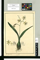Epidendrum / Xavier Cortez del. Original drawing from Ruiz & Pavón's Expedition (1777-1816)