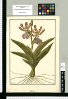Sobralia? / Fran[cis]co Pulgar. Original drawing from Ruiz & Pavón's Expedition (1777-1816)