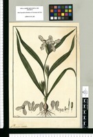 Ferraria violacea / Fran[cis]co Pulgar. Original drawing from Ruiz & Pavón's Expedition (1777-1816)