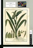 Cypripedium / Fran[cis]co Pulgar. Original drawing from Ruiz & Pavón's Expedition (1777-1816)