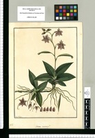 Genus novum? [Ophrys?]/ Fran[cis]co Pulgar. Original drawing from Ruiz & Pavón's Expedition (1777-1816)