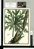 Pothos laciniata / Brunete. Original drawing from Ruiz & Pavón's Expedition (1777-1816)