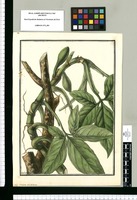 Arum auritum / Galvez. Original drawing from Ruiz & Pavón's Expedition (1777-1816)
