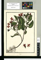 Begonia [hirsuta] / Fran[cis]co Pulgar. Original drawing from Ruiz & Pavón's Expedition (1777-1816)