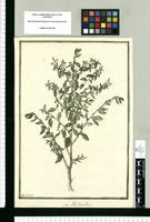 ¿an Phyllanthus? / J[ose]ph Brunete. Original drawing from Ruiz & Pavón's Expedition (1777-1816)