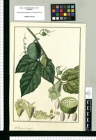 Brionia [sic]? Magna. Original drawing from Ruiz & Pavón's Expedition (1777-1816)