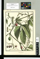 Cucumis purpureus / Brunete. Original drawing from Ruiz & Pavón's Expedition (1777-1816)