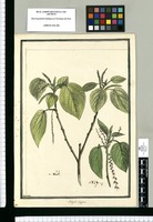 Acalypha polygama / Brunete. Original drawing from Ruiz & Pavón's Expedition (1777-1816)