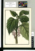 [Urtica baccifera] / Galvez. Original drawing from Ruiz & Pavón's Expedition (1777-1816)