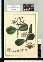 Clusia / Jose Gab[riel] Rivera del. Original drawing from Ruiz & Pavón's Expedition (1777-1816)