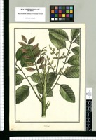 Schinus? / Brunete. Original drawing from Ruiz & Pavón's Expedition (1777-1816)