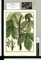Cecropia [triloba]: ad Pouroumae genus Aublet / Galvez. Original drawing from Ruiz & Pavón's Expedition (1777-1816)