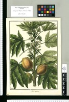 Carica monoica / Galvez. Original drawing from Ruiz & Pavón's Expedition (1777-1816)