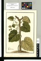 Cissampelos cordata: (flos masculus) / Fran[cis]co Pulgar. Original drawing from Ruiz & Pavón's Expedition (1777-1816)
