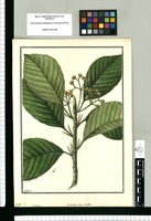 [Cecropia] obovata: ad Cous[s]apoa Genus Aublet / Galvez. Original drawing from Ruiz & Pavón's Expedition (1777-1816)