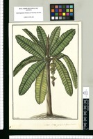 Musa, platano guineo de la Islas de Otahiti / Francisco Pulgar. Original drawing from Ruiz & Pavón's Expedition (1777-1816)
