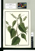 Gouania tomentosa / Galvez. Original drawing from Ruiz & Pavón's Expedition (1777-1816)