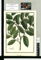 Celtis biflora / Galvez. Original drawing from Ruiz & Pavón's Expedition (1777-1816)