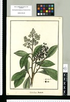 Caballeria dentata / Brunete. Original drawing from Ruiz & Pavón's Expedition (1777-1816)