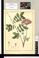 Mimosa [Pithecellobium saman]/ Jos[é] Gabr[iel] Rivera del. Original drawing from Ruiz & Pavón's Expedition (1777-1816)