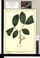 Mimosa ramea / Xav[ier] C[or]tes y Alco[ce]r del. Original drawing from Ruiz & Pavón's Expedition (1777-1816)