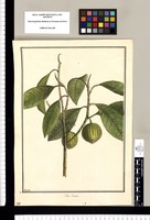 Ficus lineata / Brunete. Original drawing from Ruiz & Pavón's Expedition (1777-1816)