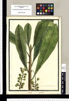 Clavija pendula / Brunete. Original drawing from Ruiz & Pavón's Expedition (1777-1816)