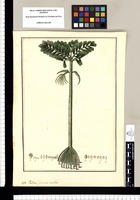 Palma: Iriartea deltoidea. Original drawing from Ruiz & Pavón's Expedition (1777-1816)