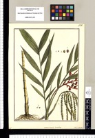 Martinezia lanceolata / Brunete. Original drawing from Ruiz & Pavón's Expedition (1777-1816)