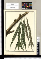 Polypodium trifurcatum? Linn. / Fran[cis]co Pulgar. Original drawing from Ruiz & Pavón's Expedition (1777-1816)