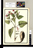 Mirabilis Jalappa L.; a Radix / Brunete. Original drawing from Ruiz & Pavón's Expedition (1777-1816)