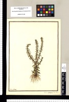 Veronica peregrina: Flor. Per. L. / Ysidro Galvez. Original drawing from Ruiz & Pavón's Expedition (1777-1816)
