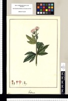 Verbena [cuneifolia]. Original drawing from Ruiz & Pavón's Expedition (1777-1816)