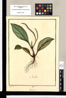 Peperomia / J[osé] G[abriel] R[ivera] del. Original drawing from Ruiz & Pavón's Expedition (1777-1816)