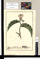 Commelina monosperma. Original drawing from Ruiz & Pavón's Expedition (1777-1816)