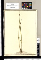 Scirpus / J[ose]ph Brunete. Original drawing from Ruiz & Pavón's Expedition (1777-1816)