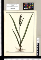 Paspalum? / Galvez. Original drawing from Ruiz & Pavón's Expedition (1777-1816)