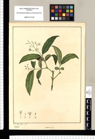 Indeterminata [Faramea amazonica] / Jose Gabr[iel] Rivera del. Original drawing from Ruiz & Pavón's Expedition (1777-1816)