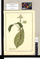 Genus novum? [Macrocnemum microcarpum]. Original drawing from Ruiz & Pavón's Expedition (1777-1816)