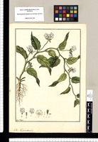 Convolvulus / Fran[cis]co Pulgar. Original drawing from Ruiz & Pavón's Expedition (1777-1816)