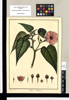 Convolvulus / J[osé] G[abriel] R[ivera] del. Original drawing from Ruiz & Pavón's Expedition (1777-1816)