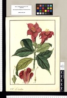 Lisianthus [sic] [calygonus] / Fran[cis]co Pulgar. Original drawing from Ruiz & Pavón's Expedition (1777-1816)