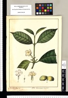 Tabernaemontana laurifolia? / Xav[ier] Cor[té]s y Alcoser del. Original drawing from Ruiz & Pavón's Expedition (1777-1816)
